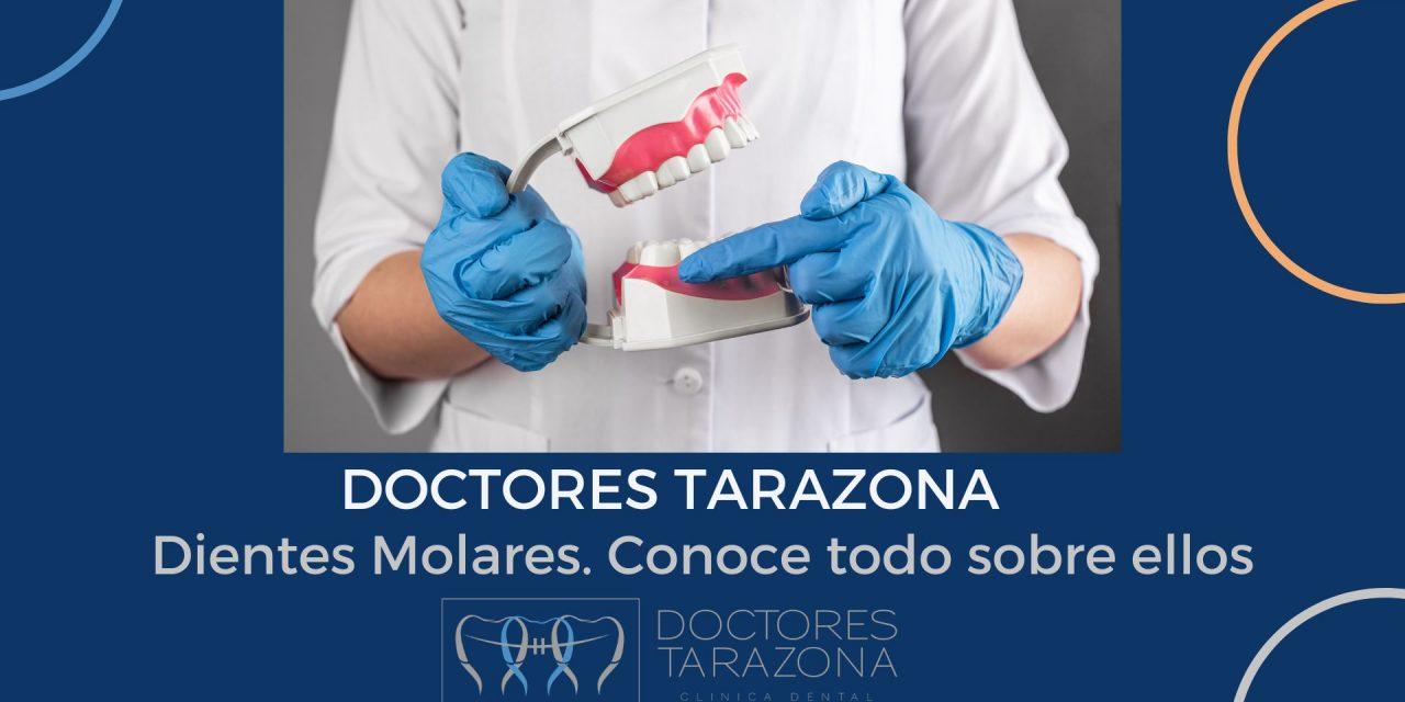 Dientes molares: conoce todo sobre ellos